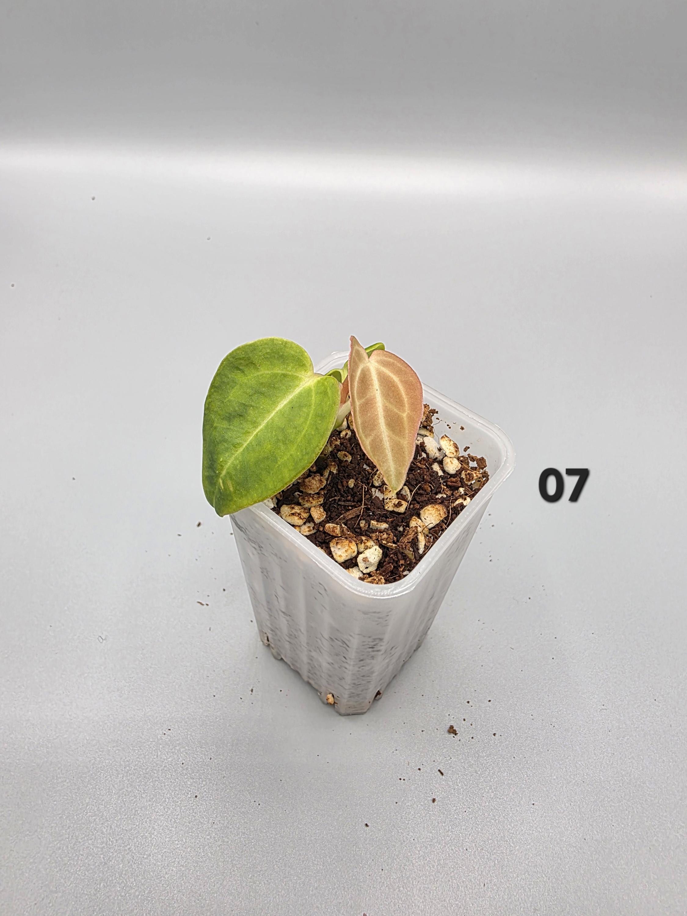 Anthurium Regale - 1.5 inch pot - Starter Plant - Grower's Choice