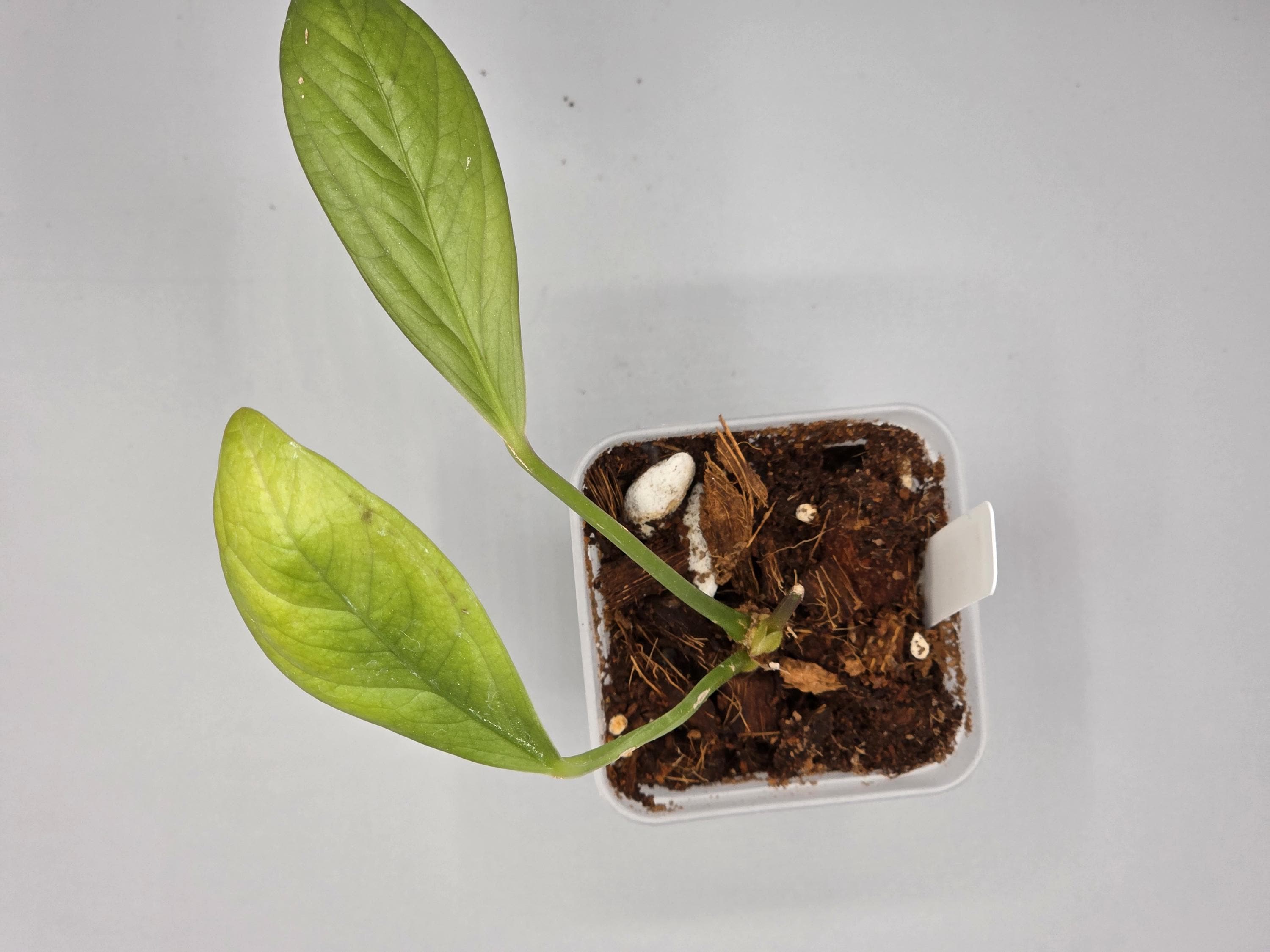 Anthurium Cobra - 3 inch pot - Grower's Choice
