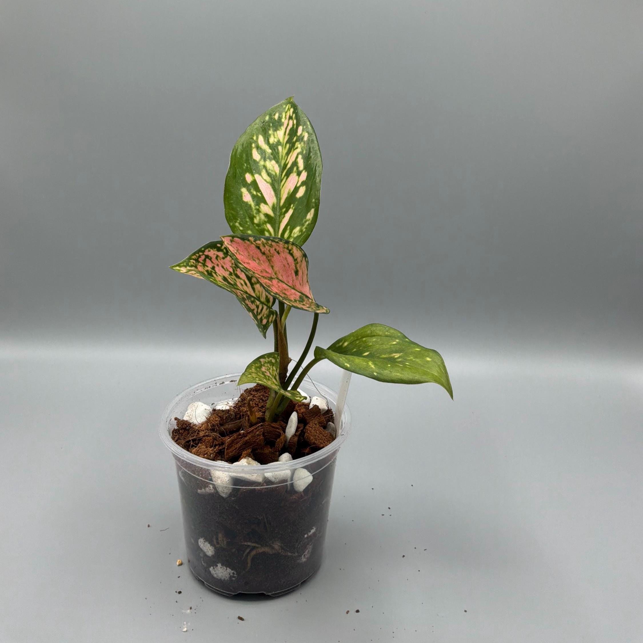 Aglaonema Lady Valentine - in 4 inch pot - Grower's Choice