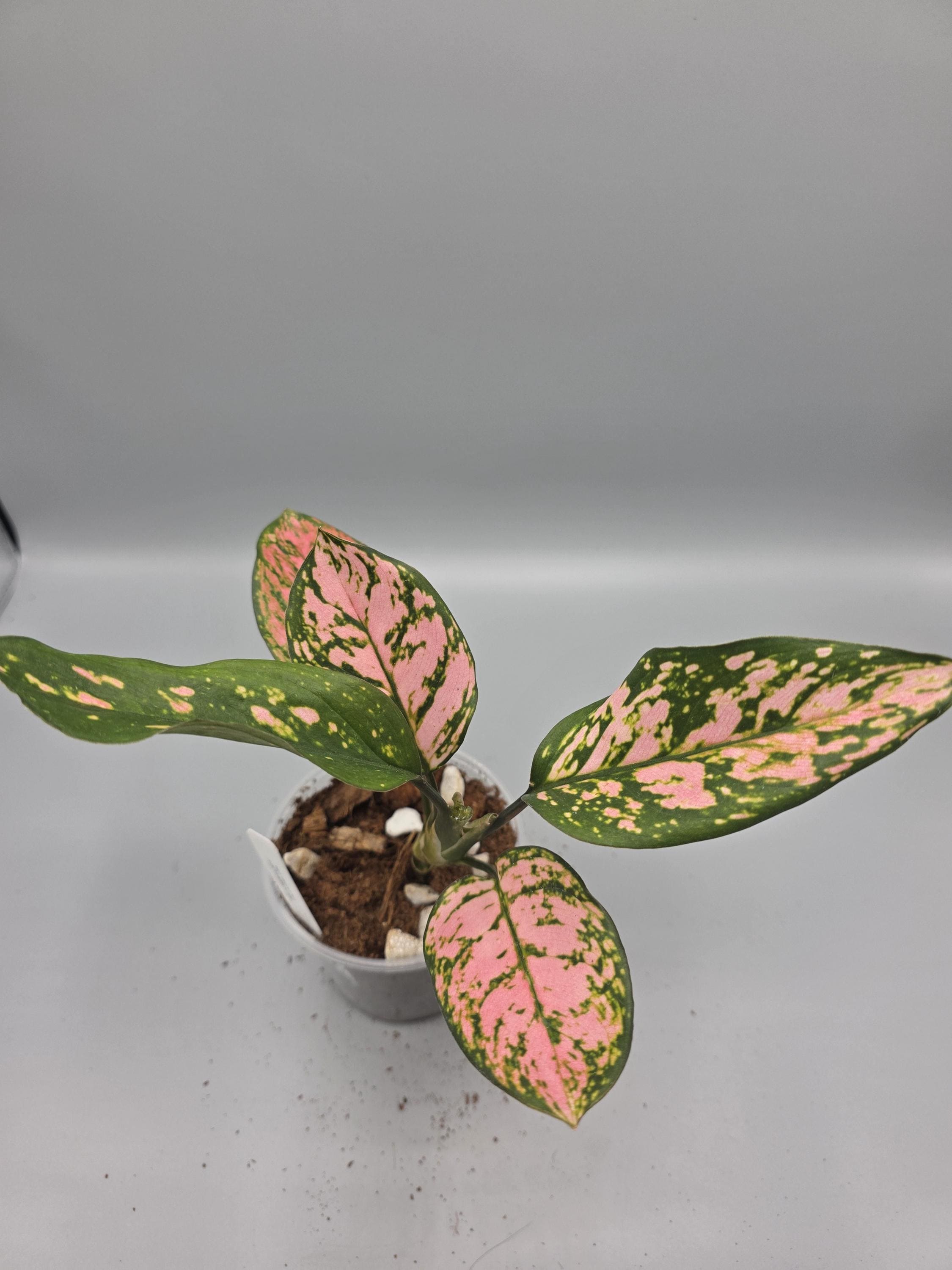 Aglaonema Lady Valentine - in 4 inch pot - Grower's Choice