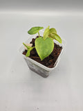 Anthurium Black Magic - 3 inch pot - Grower's Choice