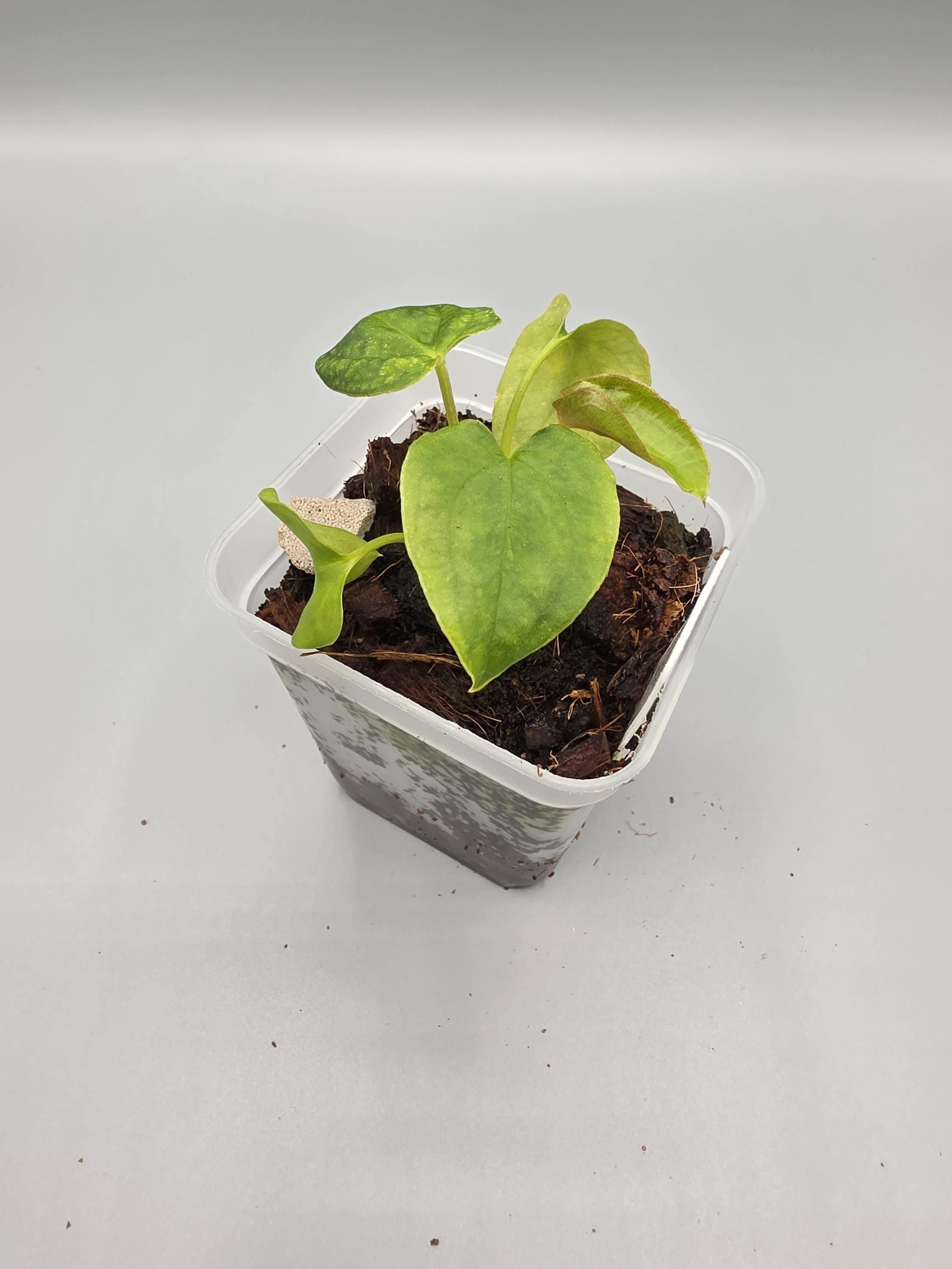 Anthurium Black Magic - 3 inch pot - Grower's Choice