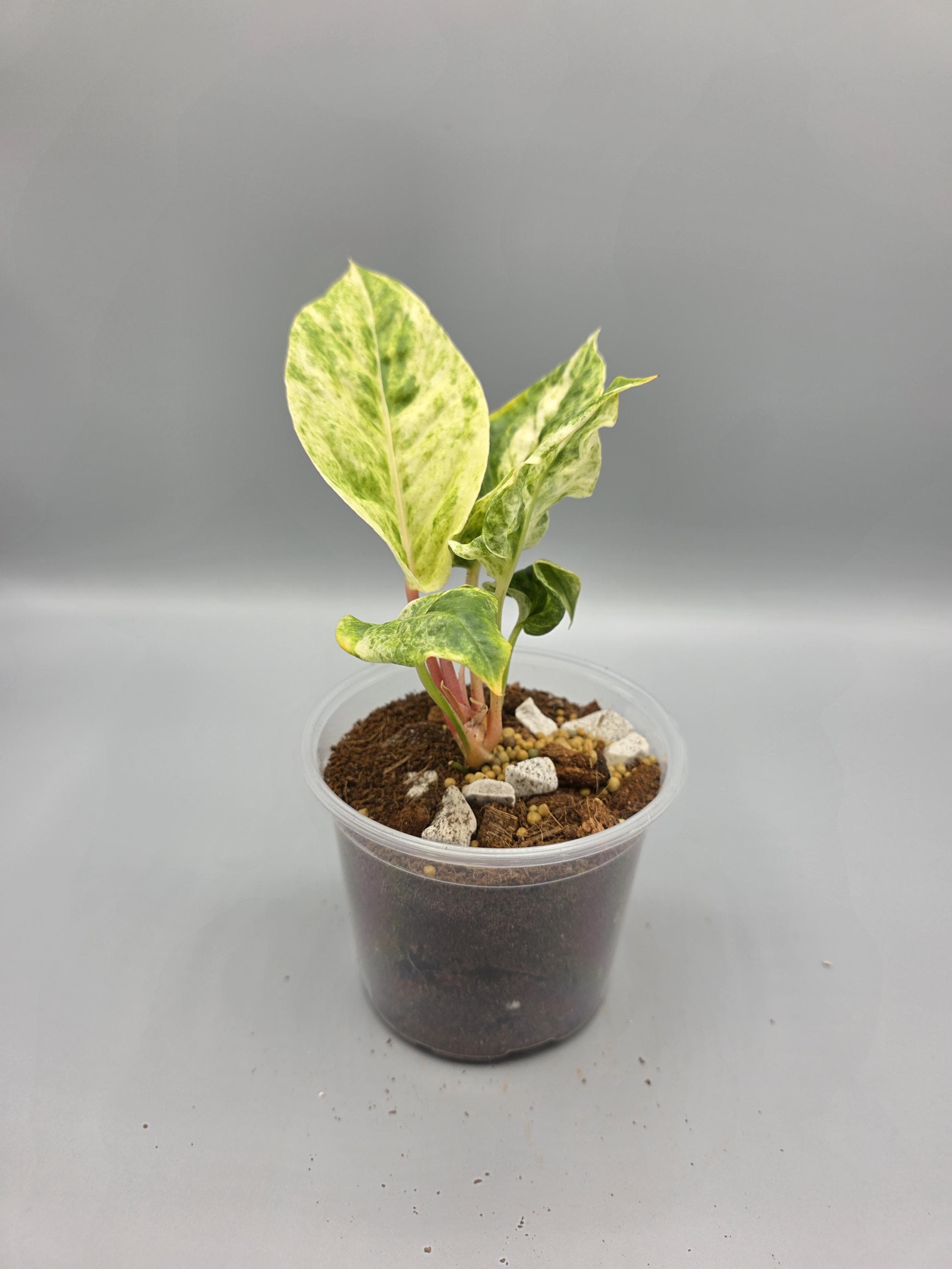 Anthurium Aurea Variegated Hookeri - 4 inch pot - Exact Plant