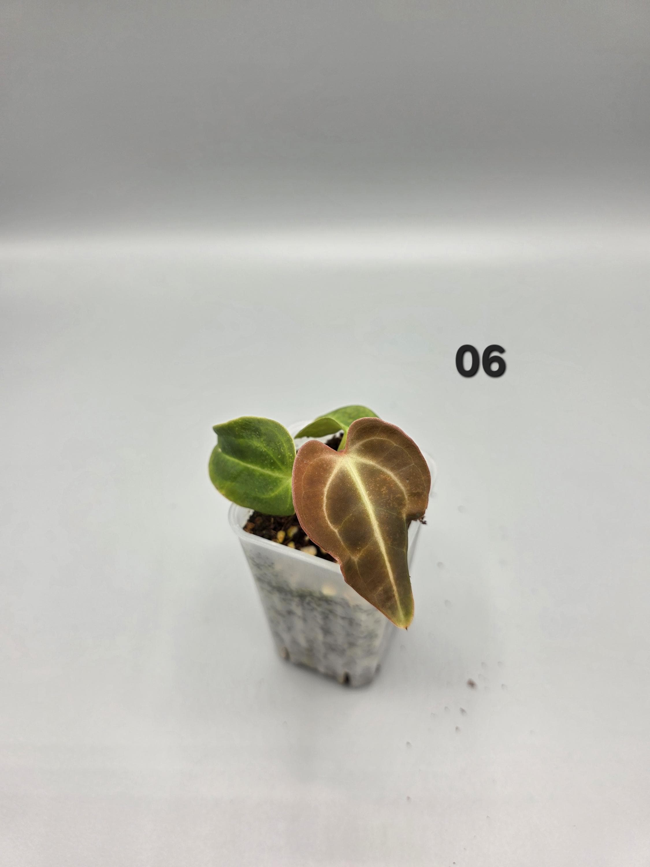 Anthurium Regale - 1.5 inch pot - Starter Plant - Grower's Choice