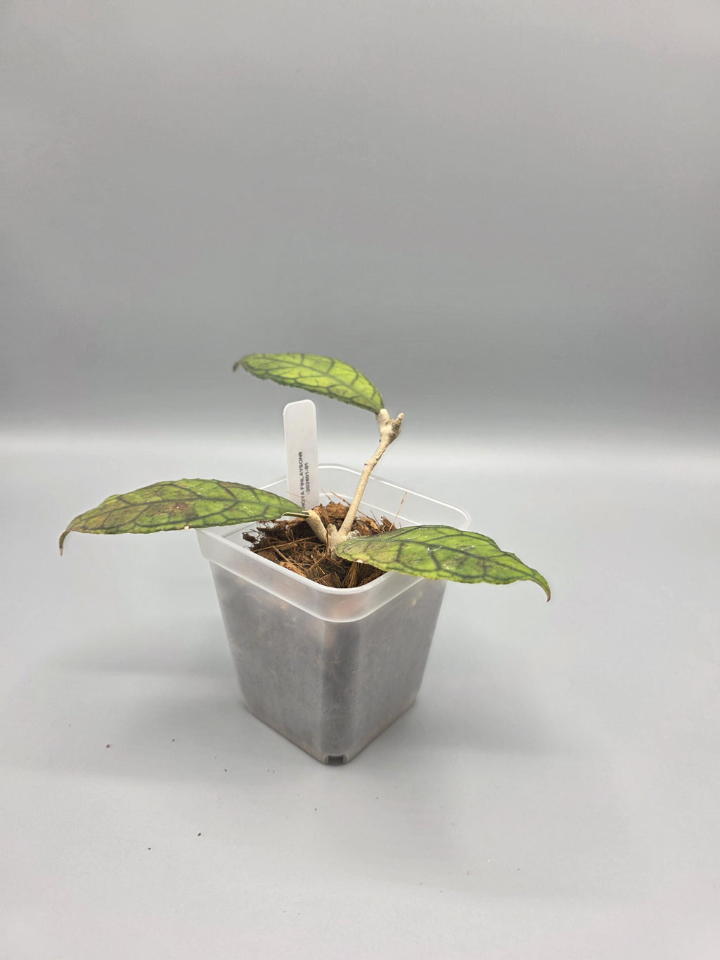 Hoya Finlaysonii in 3 inch pot - Grower's Choice