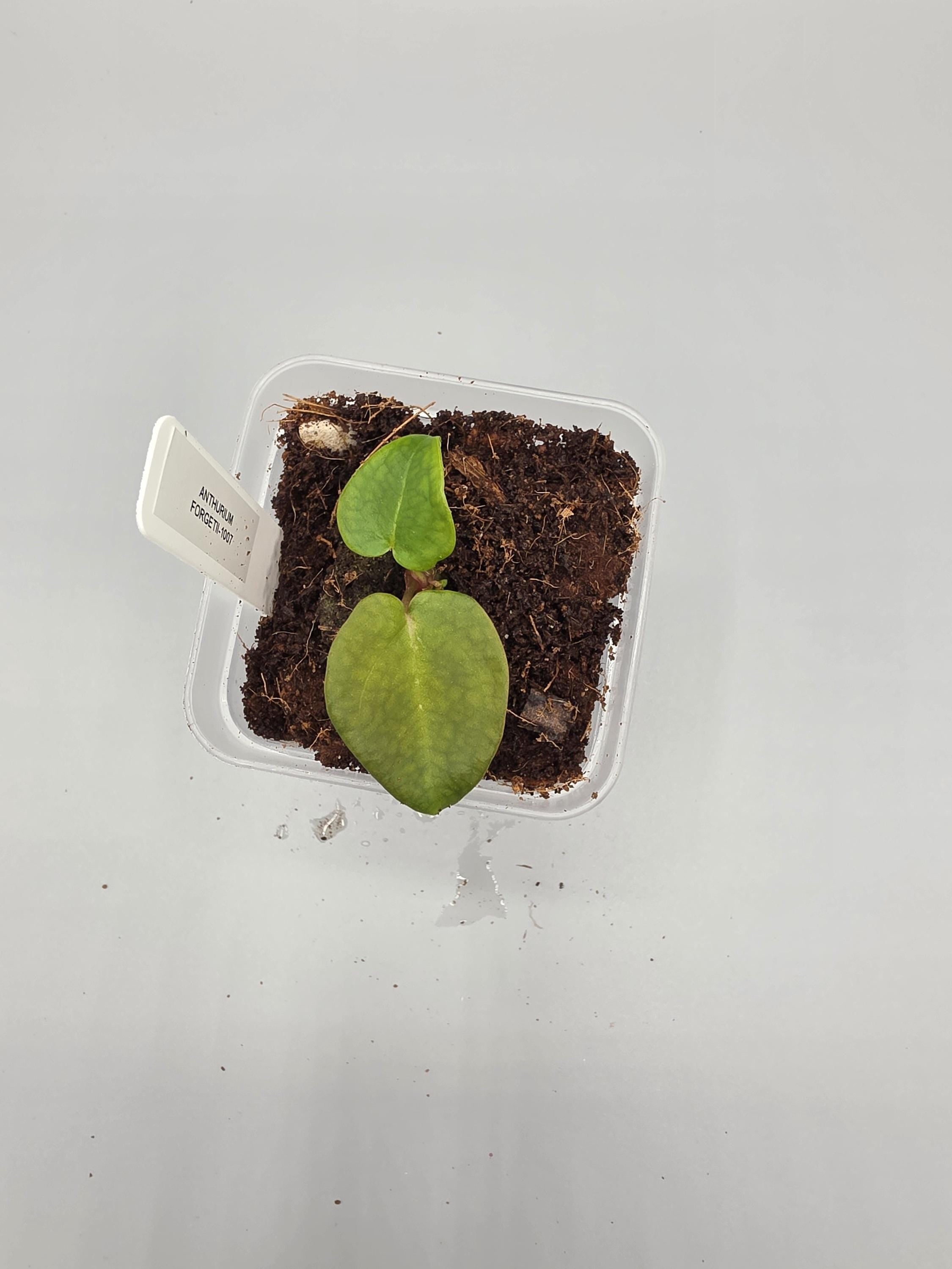 Anthurium Forgetii - 3 inch pot - Grower's Choice