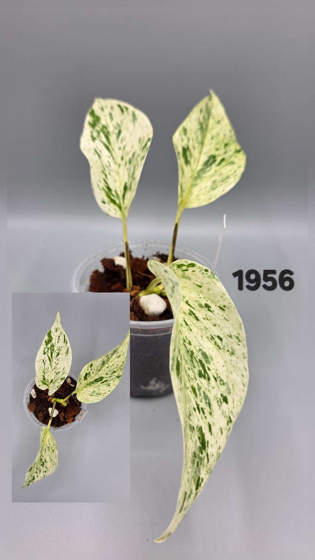 Epipremnum Aureum Snow Leopard in 4 inch pot - Grower's Choice