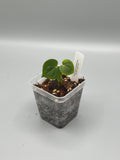 Anthurium Clarinervium x Silver Tiger - 3 inch pot - Grower's Choice