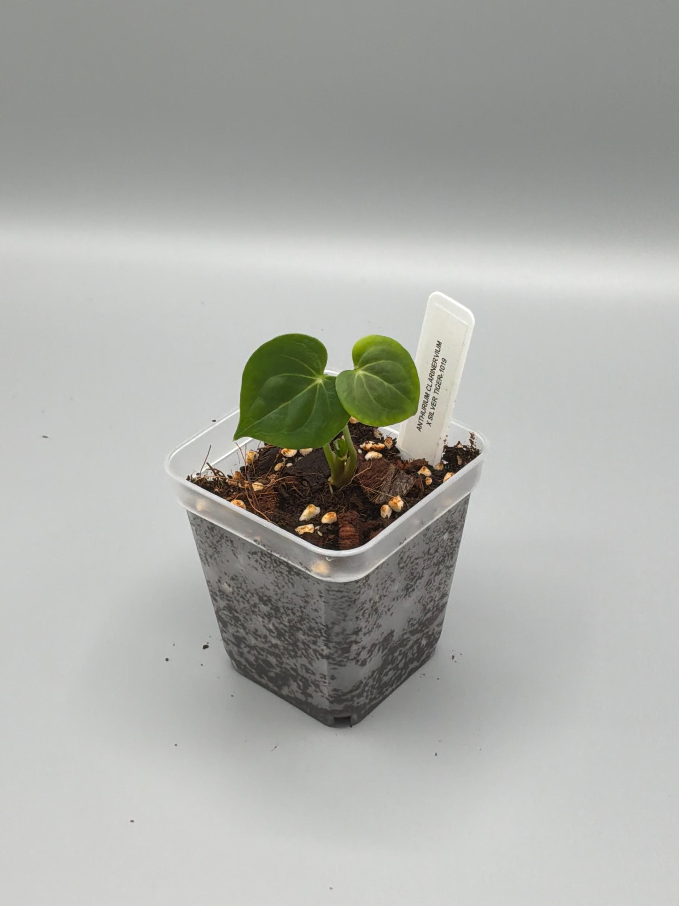 Anthurium Clarinervium x Silver Tiger - 3 inch pot - Grower's Choice