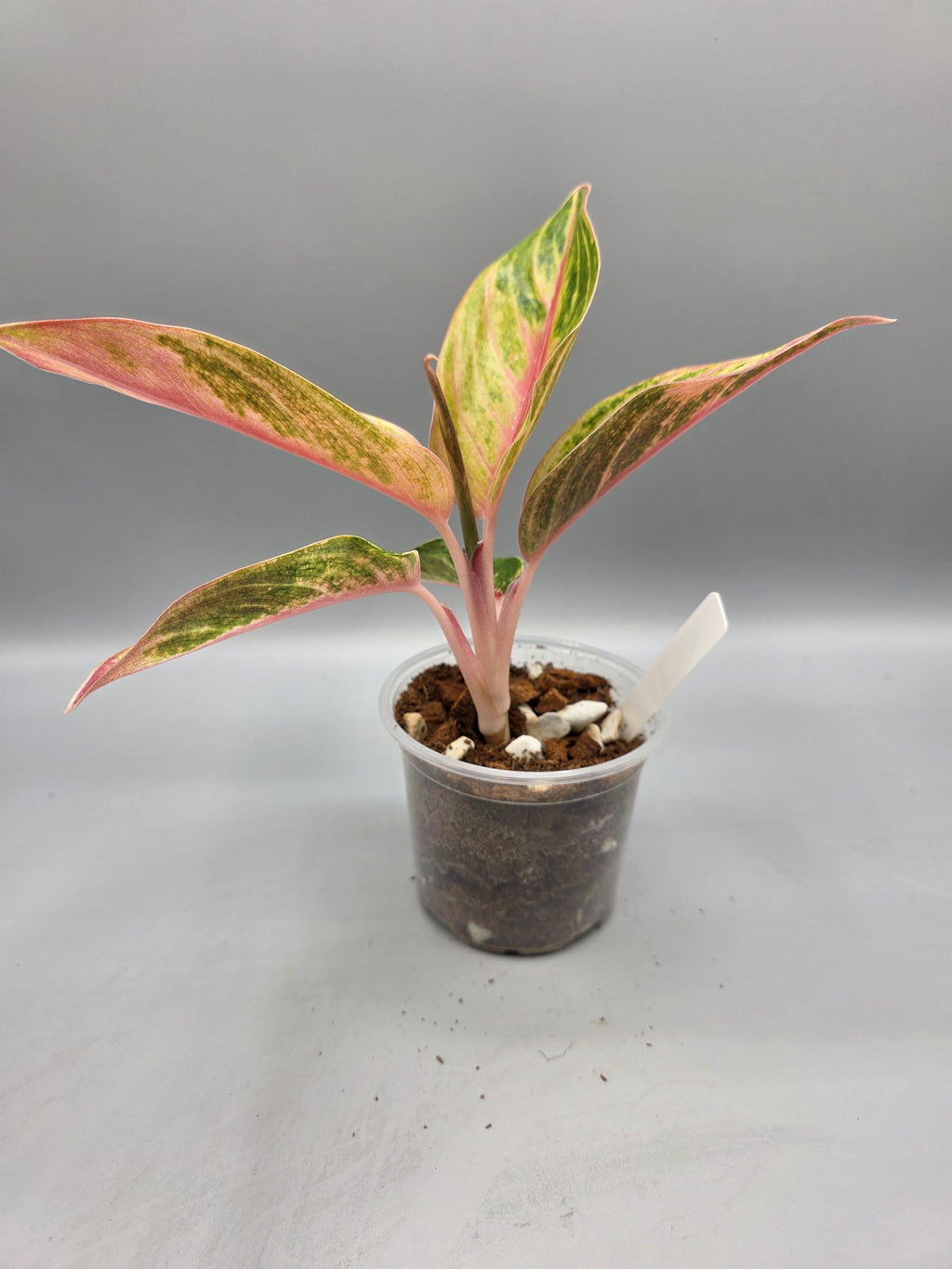 Aglaonema Ruby Ray - in 3 inch pot - Grower's Choice