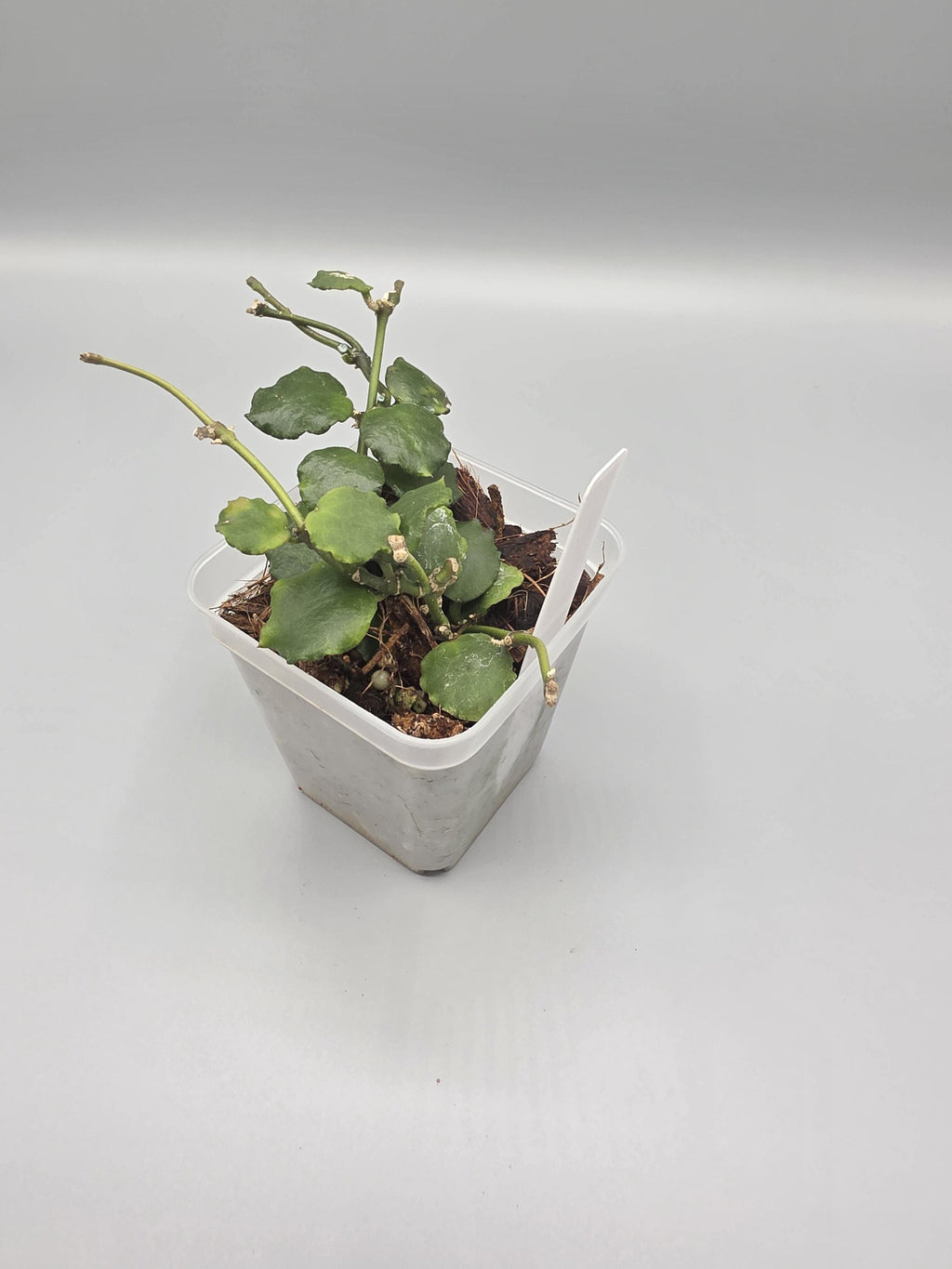 Hoya Compacta Variegated in 3 inch pot - Grower's Choice