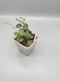 Hoya Compacta Variegated in 3 inch pot - Grower's Choice