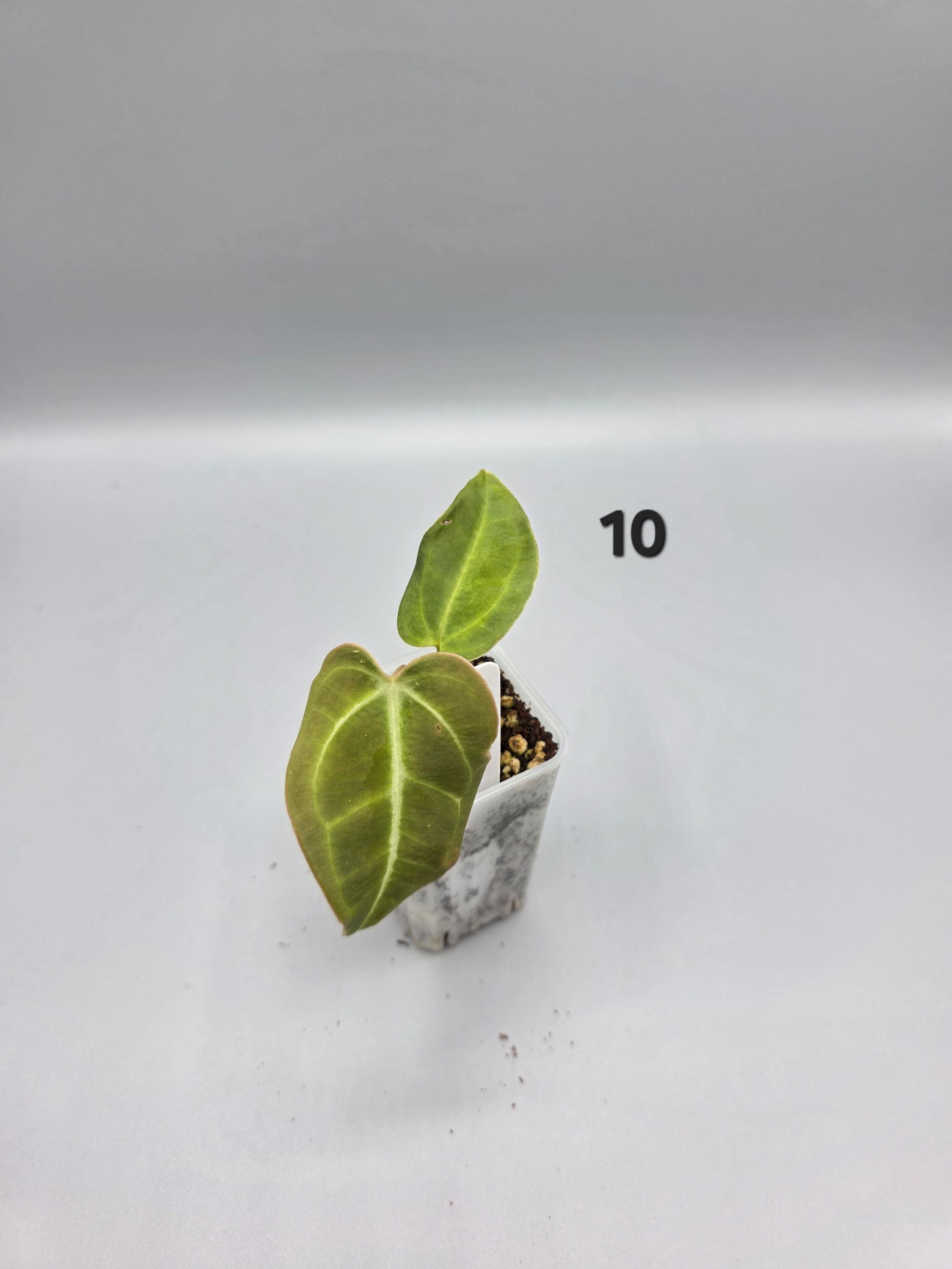 Anthurium Regale - 1.5 inch pot - Starter Plant - Grower's Choice