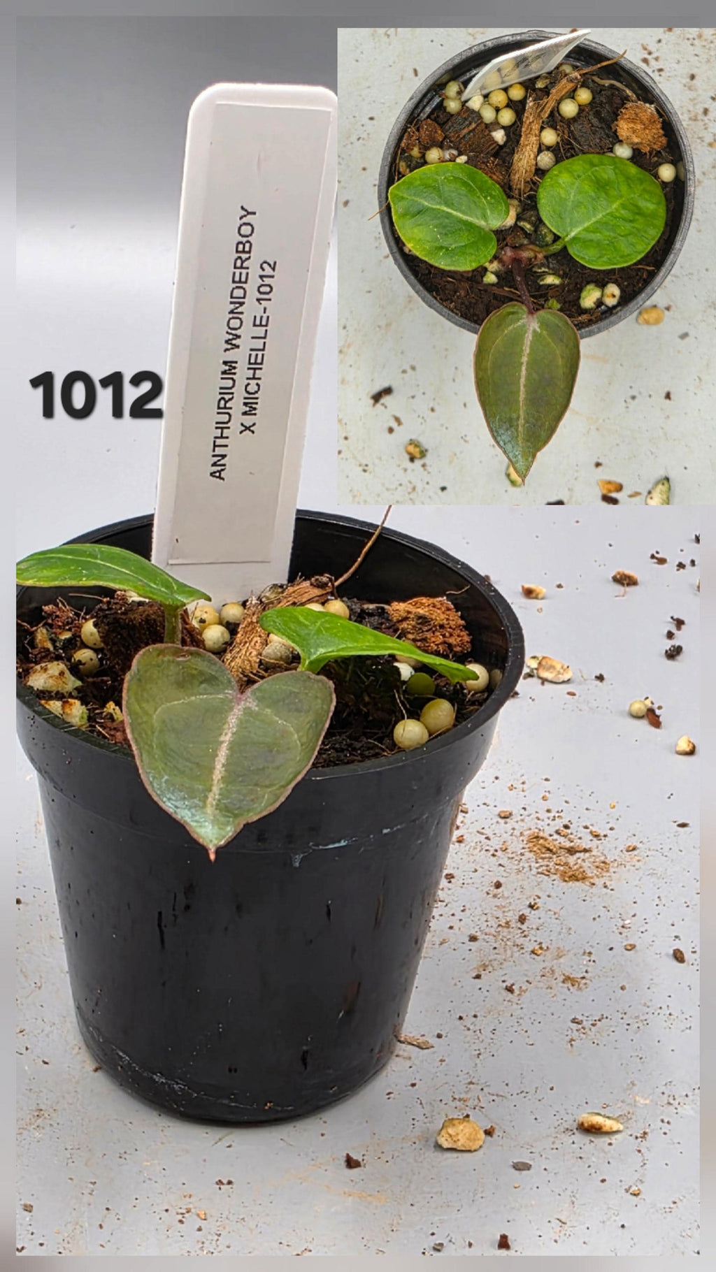 Anthurium Wonderboy x Michelle - 2 inch pot - Grower's Choice