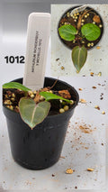 Anthurium Wonderboy x Michelle - 2 inch pot - Grower's Choice