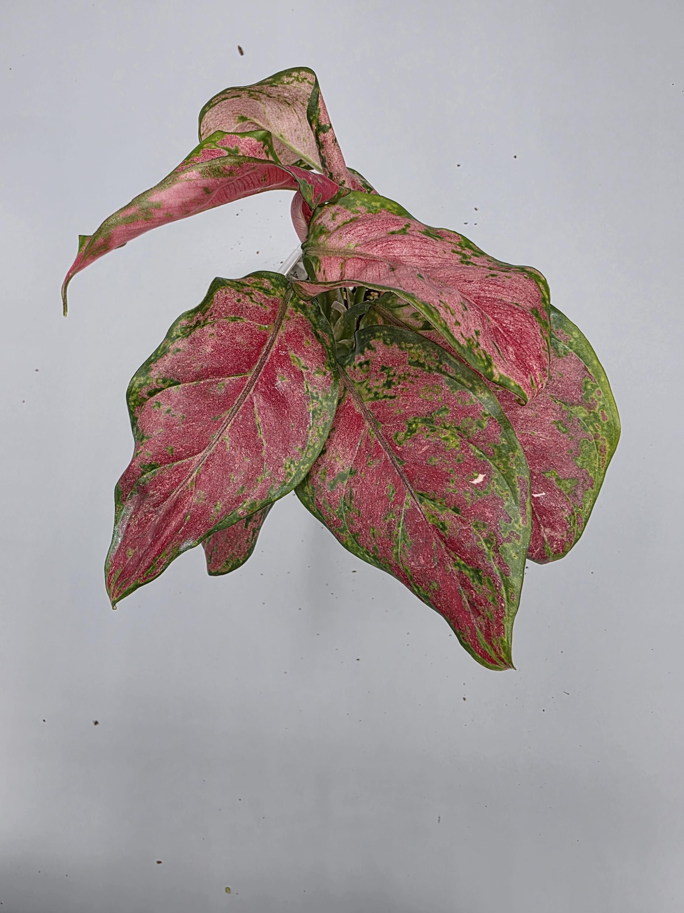 Aglaonema Black Maroon - in 3 inch pot - Grower's Choice