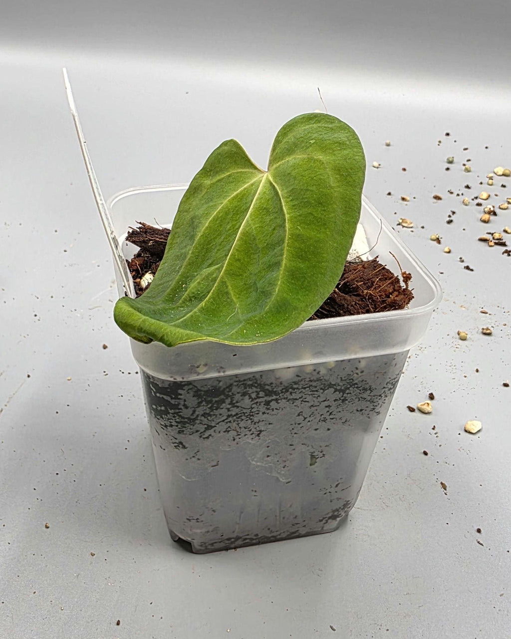 Anthurium Dark Phoenix x Magnificum - 3 inch pot - Grower's Choice