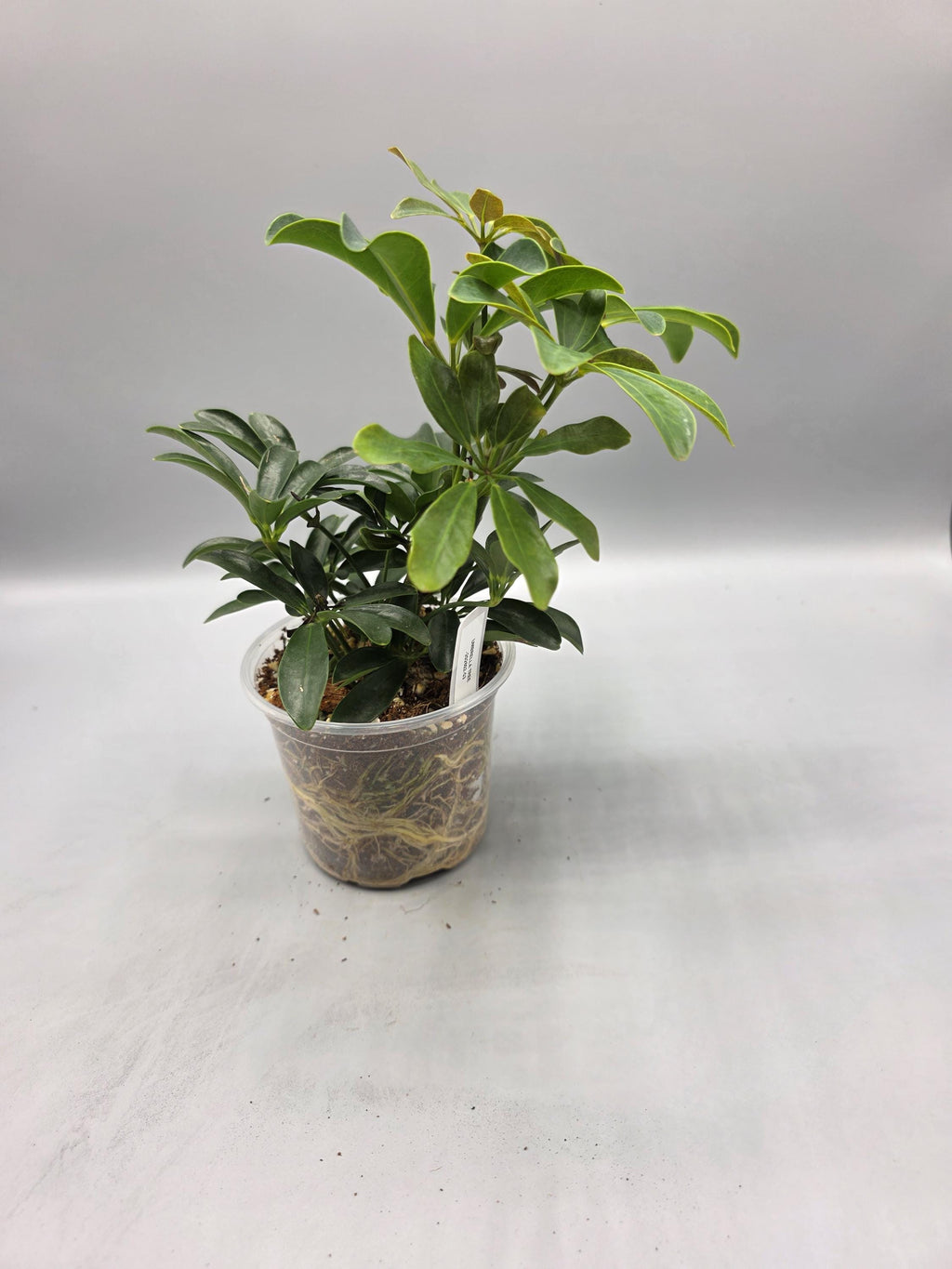 Schefflera Umbrella Tree in 4 inch pot - Grower's Choice