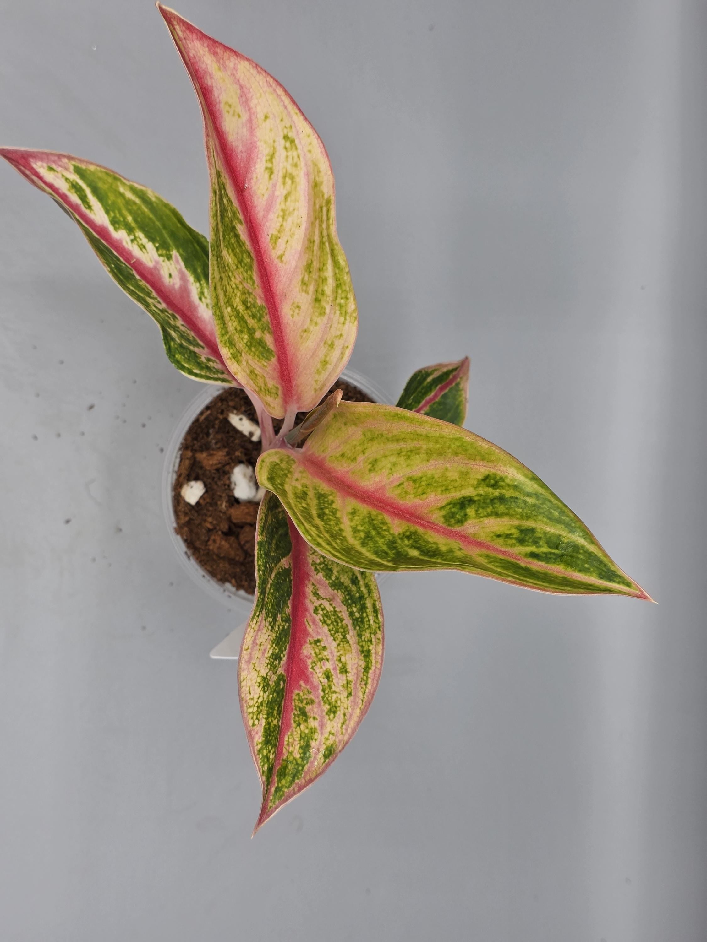 Aglaonema Ruby Ray - in 3 inch pot - Grower's Choice