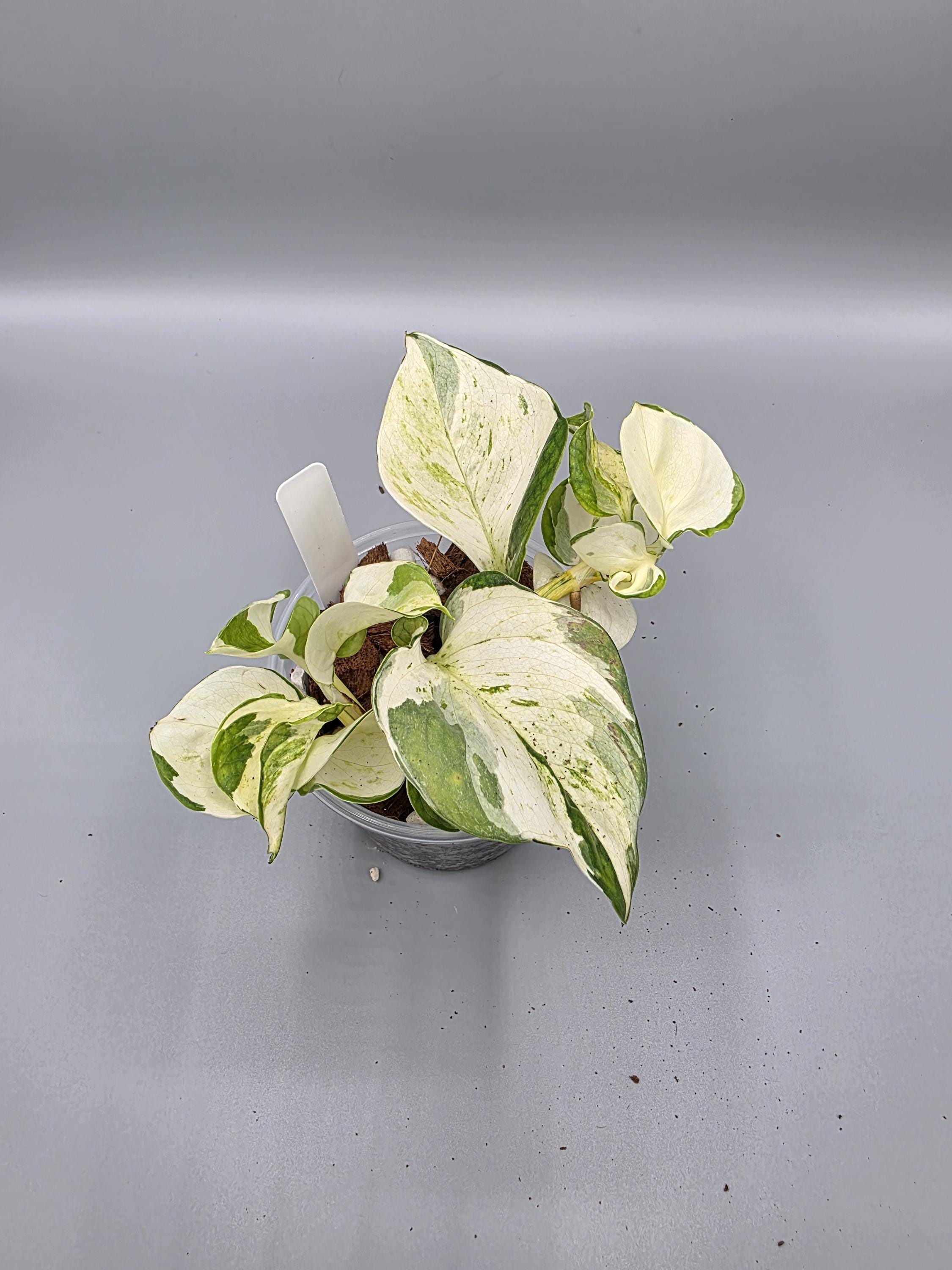 Epipremnum Manjula in 4 inch pot - Grower's Choice