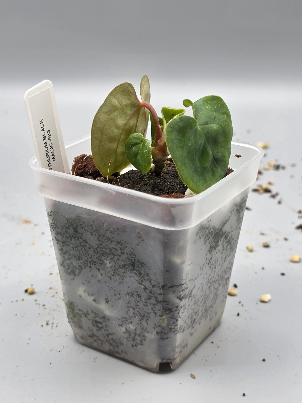 Anthurium Black Magic - 3 inch pot - Grower's Choice