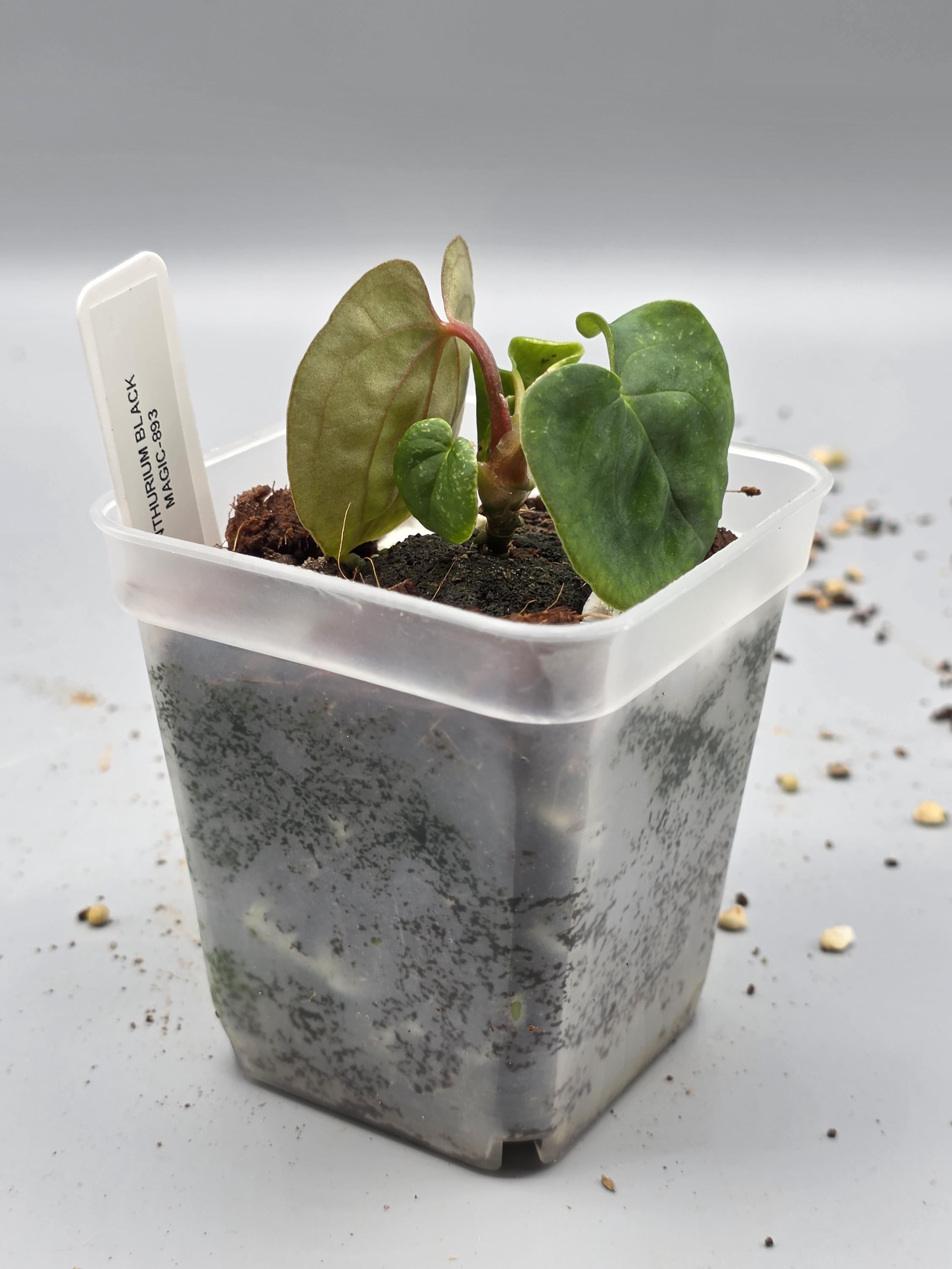 Anthurium Black Magic - 3 inch pot - Grower's Choice
