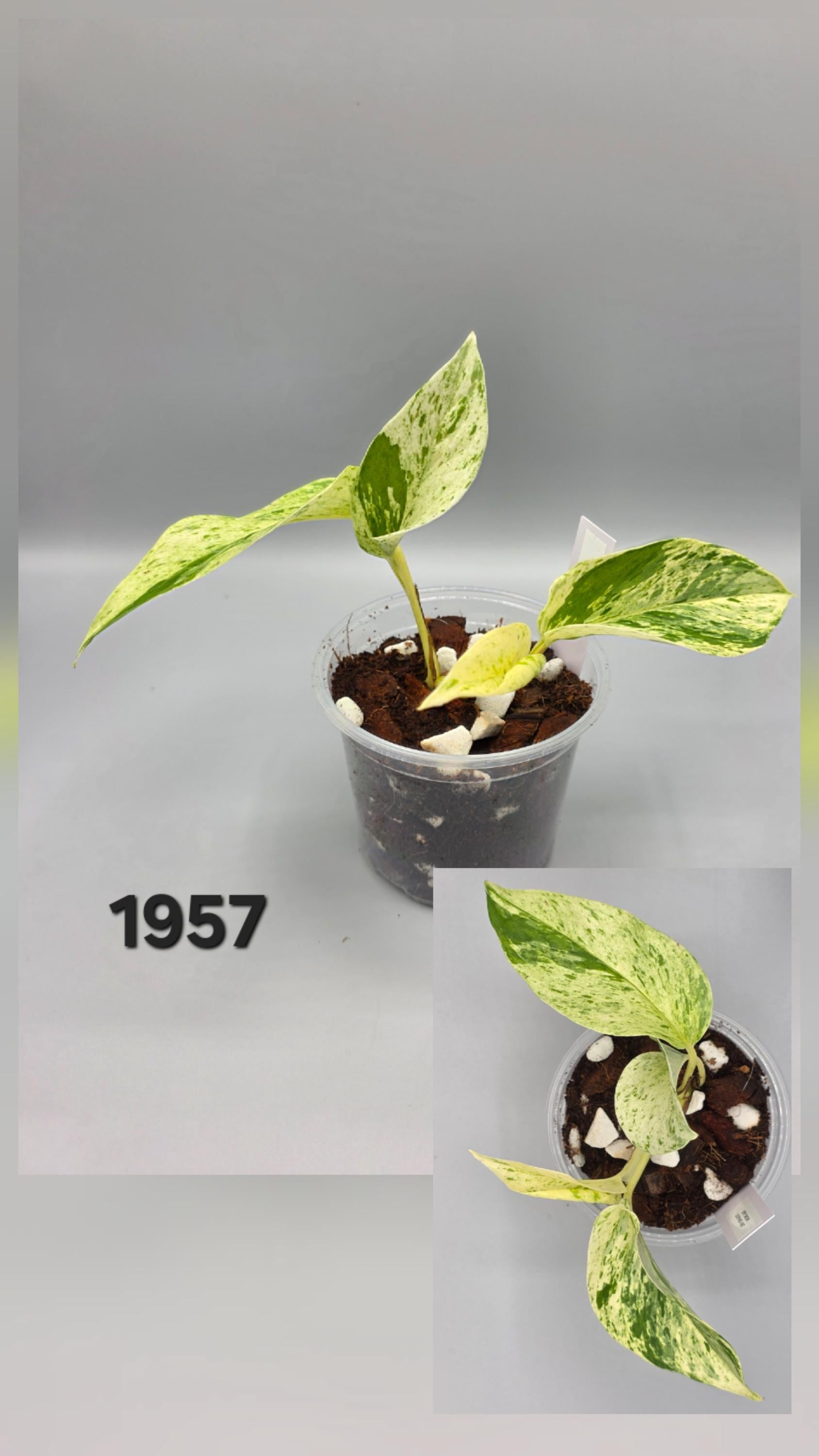 Epipremnum Aureum Snow Leopard in 4 inch pot - Grower's Choice