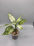 Aglaonema White Tip - Grower's Choice
