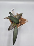 Hoya Rosita in 3 inch pot - Grower's Choice