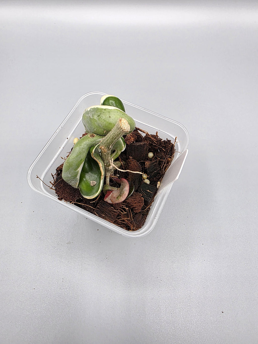 Hoya Compacta Variegated in 3 inch pot - Grower's Choice