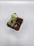 Hoya Compacta Variegated in 3 inch pot - Grower's Choice