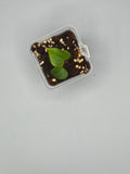 Anthurium Ace of Spades - 3 inch pot - Grower's Choice