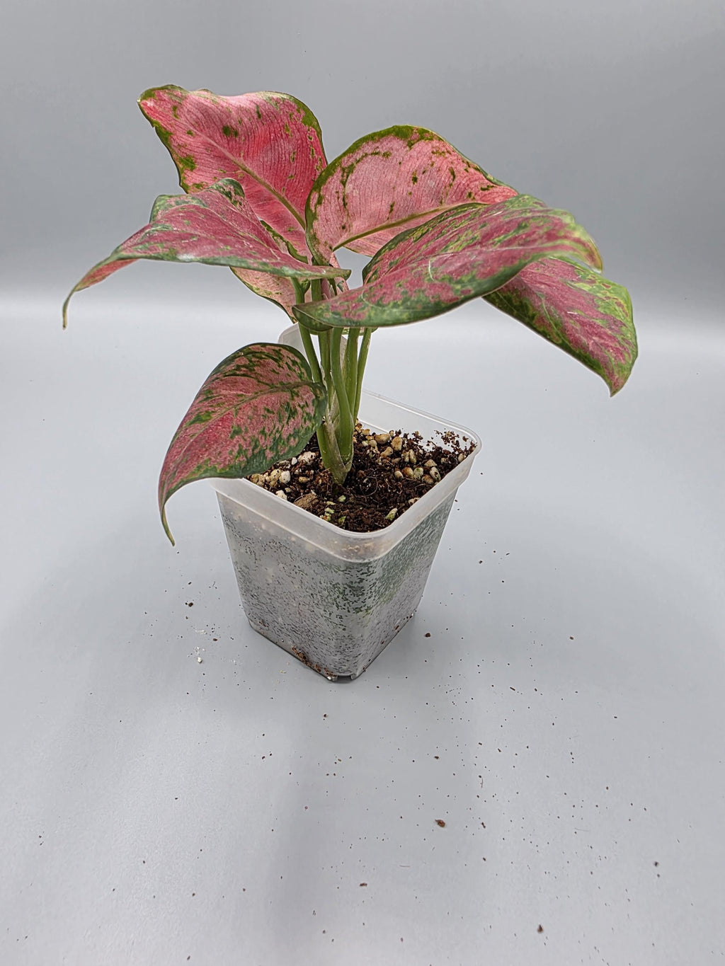 Aglaonema Black Maroon - in 3 inch pot - Grower's Choice