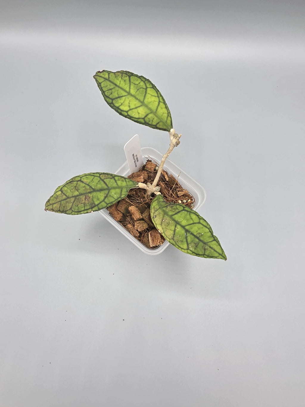 Hoya Finlaysonii in 3 inch pot - Grower's Choice