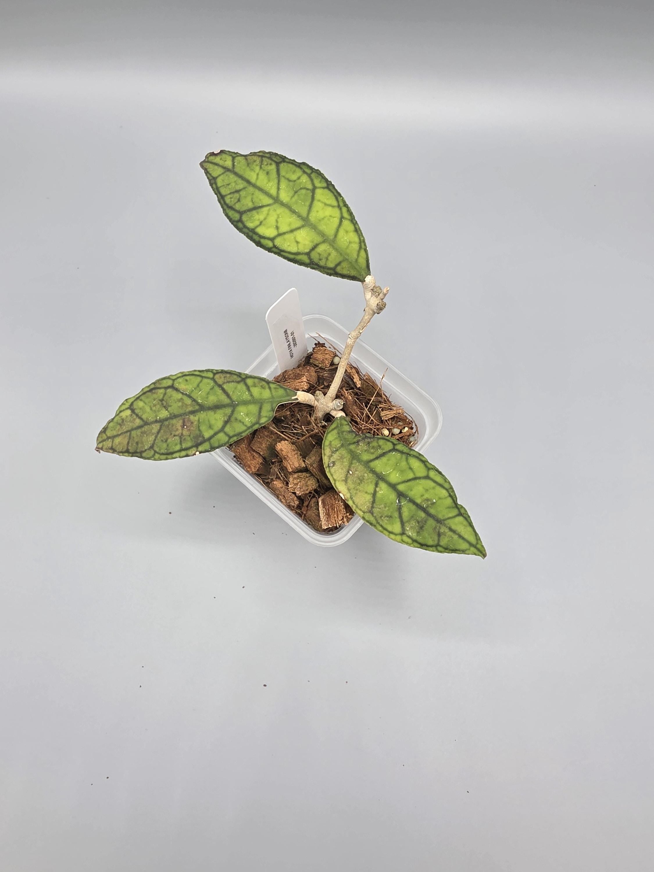 Hoya Finlaysonii in 3 inch pot - Grower's Choice