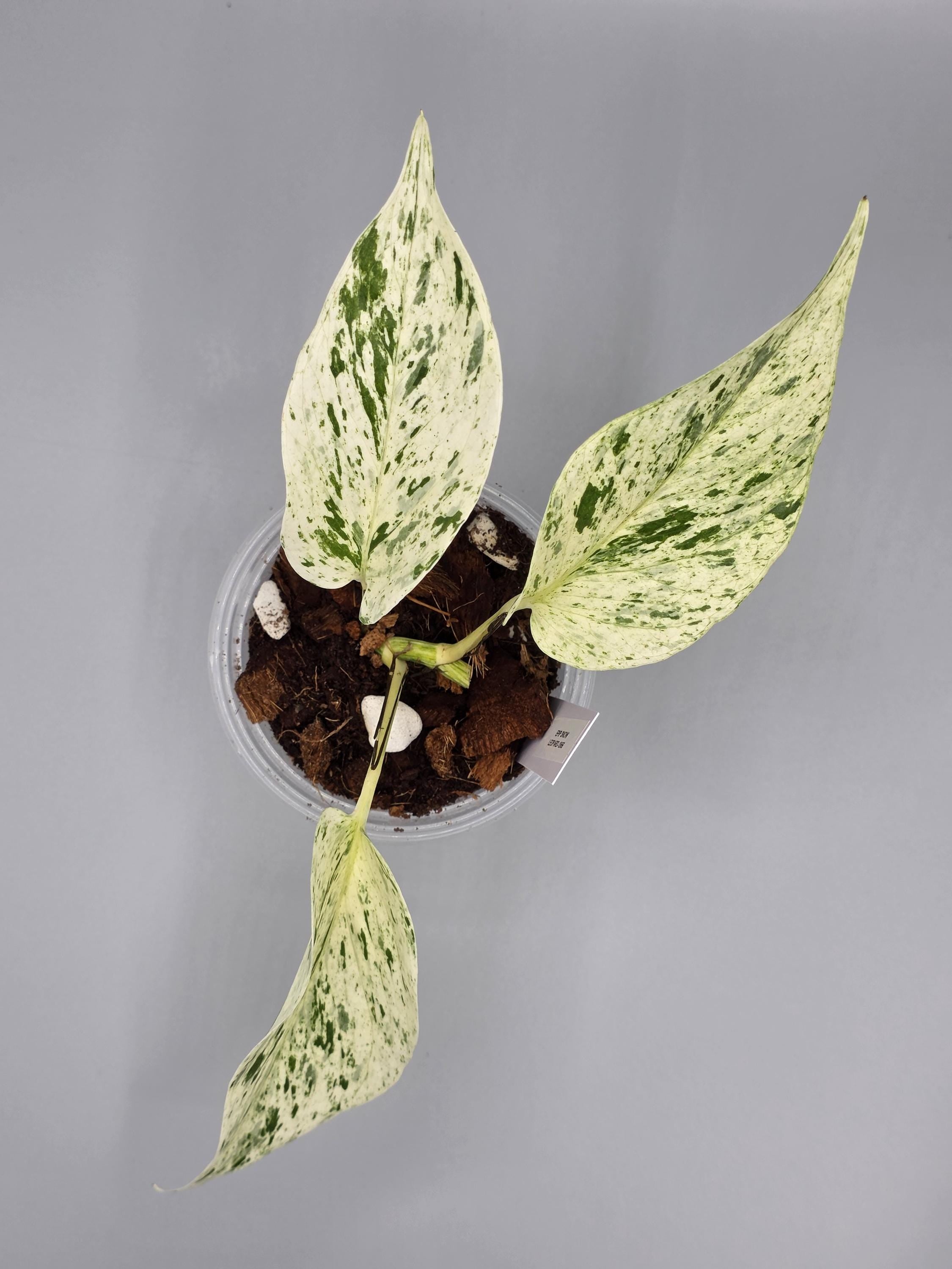 Epipremnum Aureum Snow Leopard in 4 inch pot - Grower's Choice