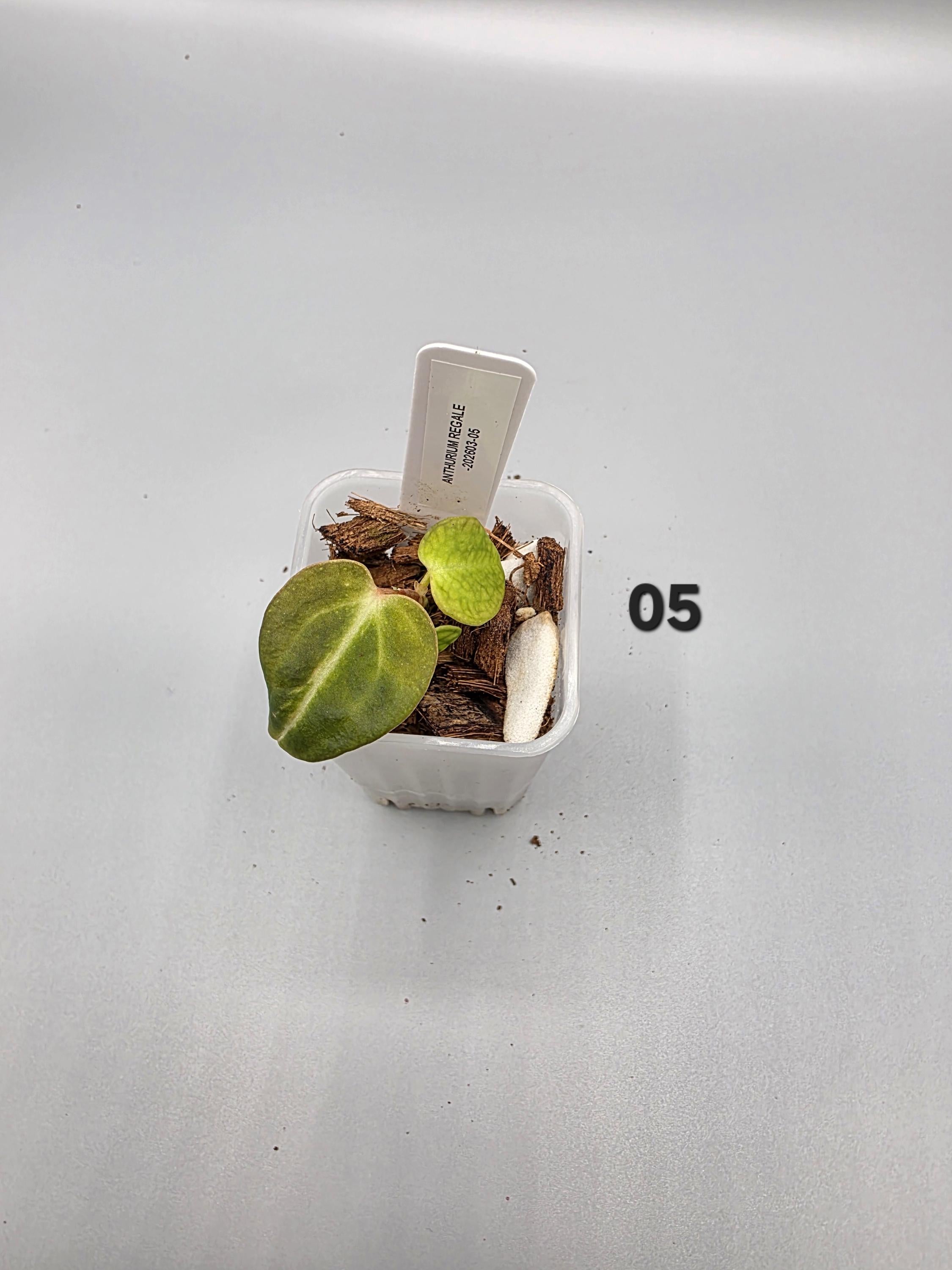 Anthurium Regale - 1.5 inch pot - Starter Plant - Grower's Choice