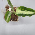 Aglaonema Pictum Peacock in a 3 inch pot - Grower's Choice