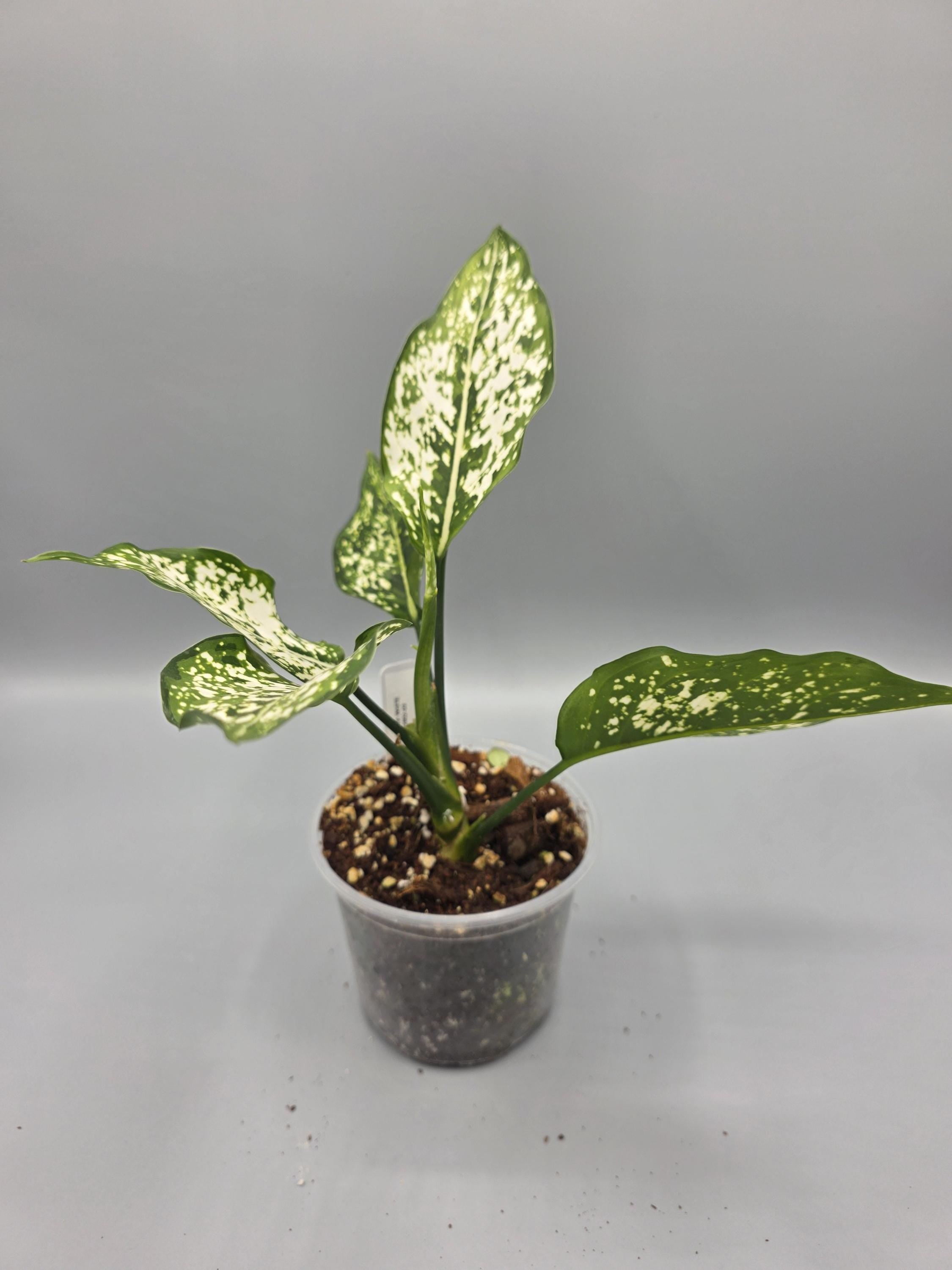 Aglaonema White Tip - Grower's Choice