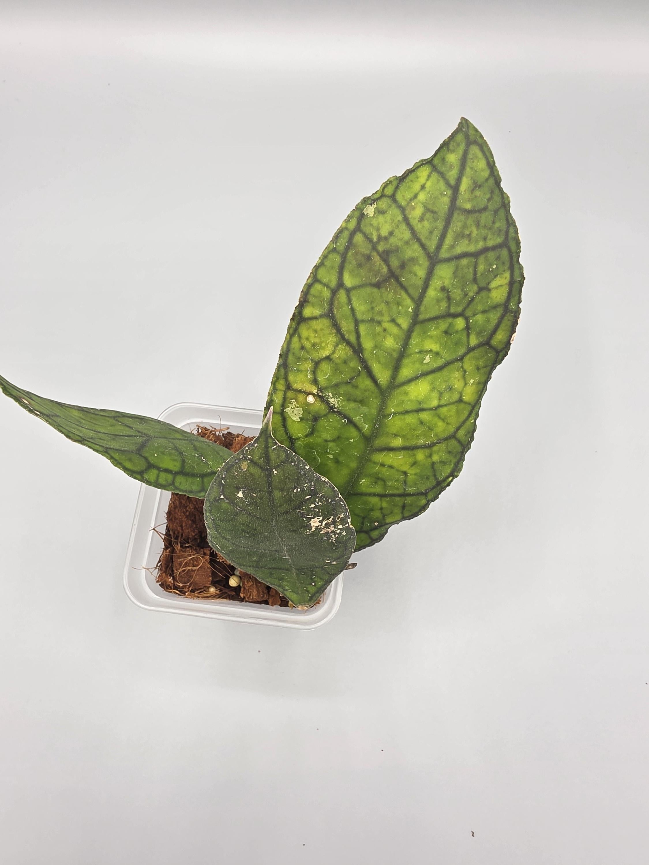 Hoya Sabah in 3 inch pot - Grower's Choice
