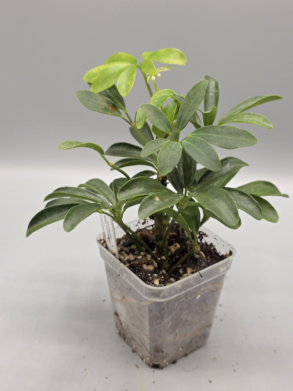 Schefflera Umbrella Tree in 3 inch pot - Grower's Choice