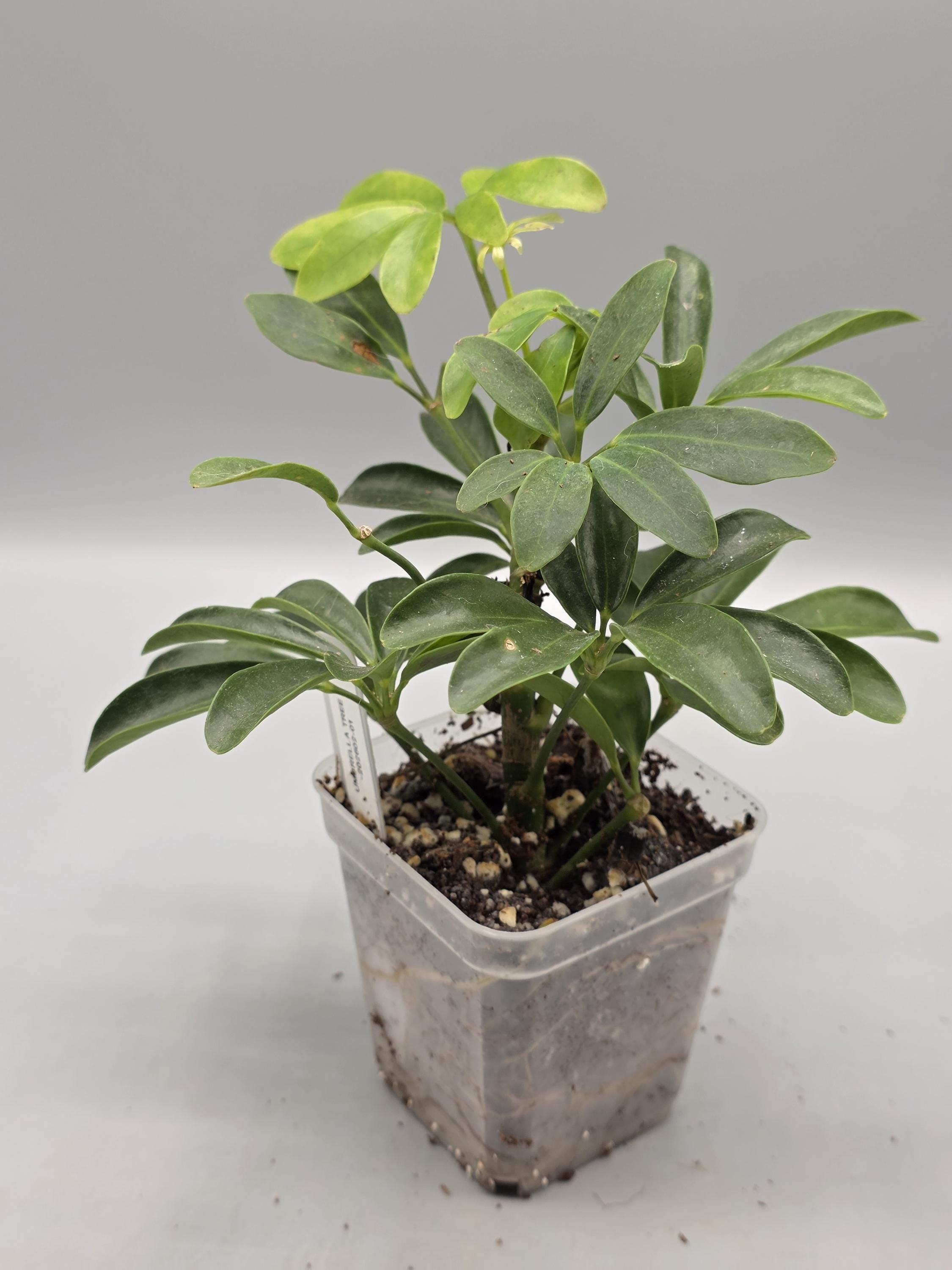 Schefflera Umbrella Tree in 3 inch pot - Grower's Choice