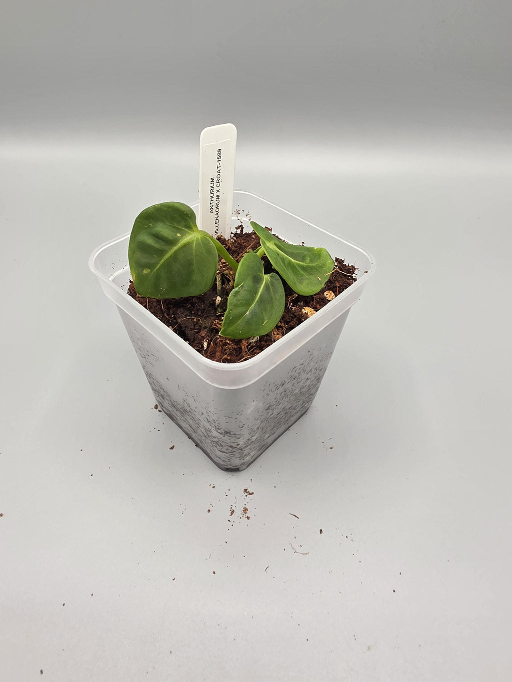Anthurium Villenaorum x Croat - 3 inch pot - Grower's Choice