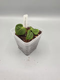 Anthurium Villenaorum x Croat - 3 inch pot - Grower's Choice