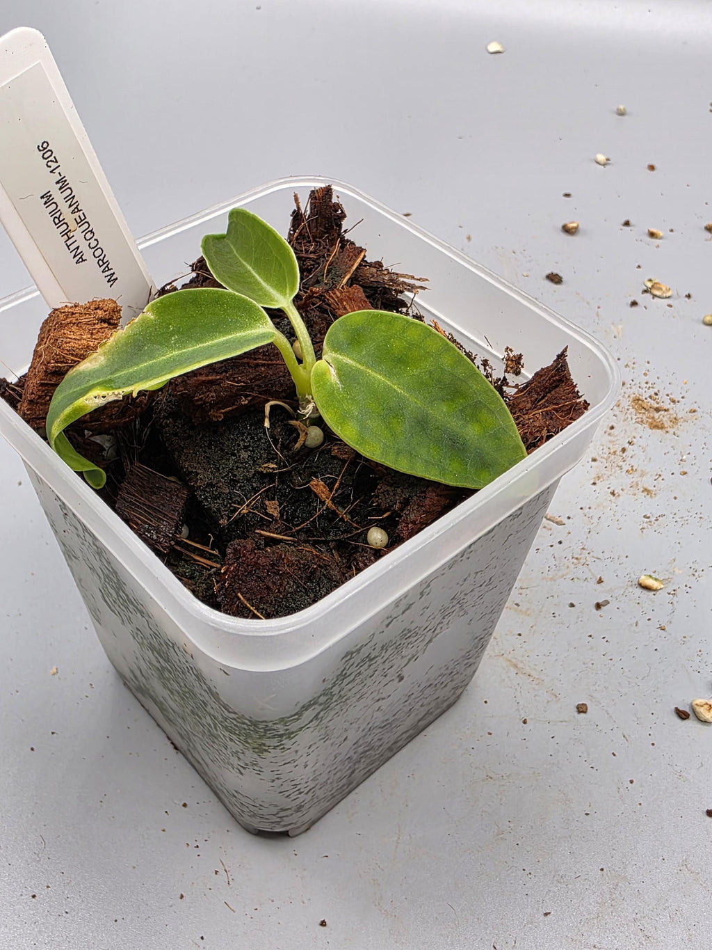 Anthurium Warocqueanum Queen - 3 inch pot - Grower's Choice