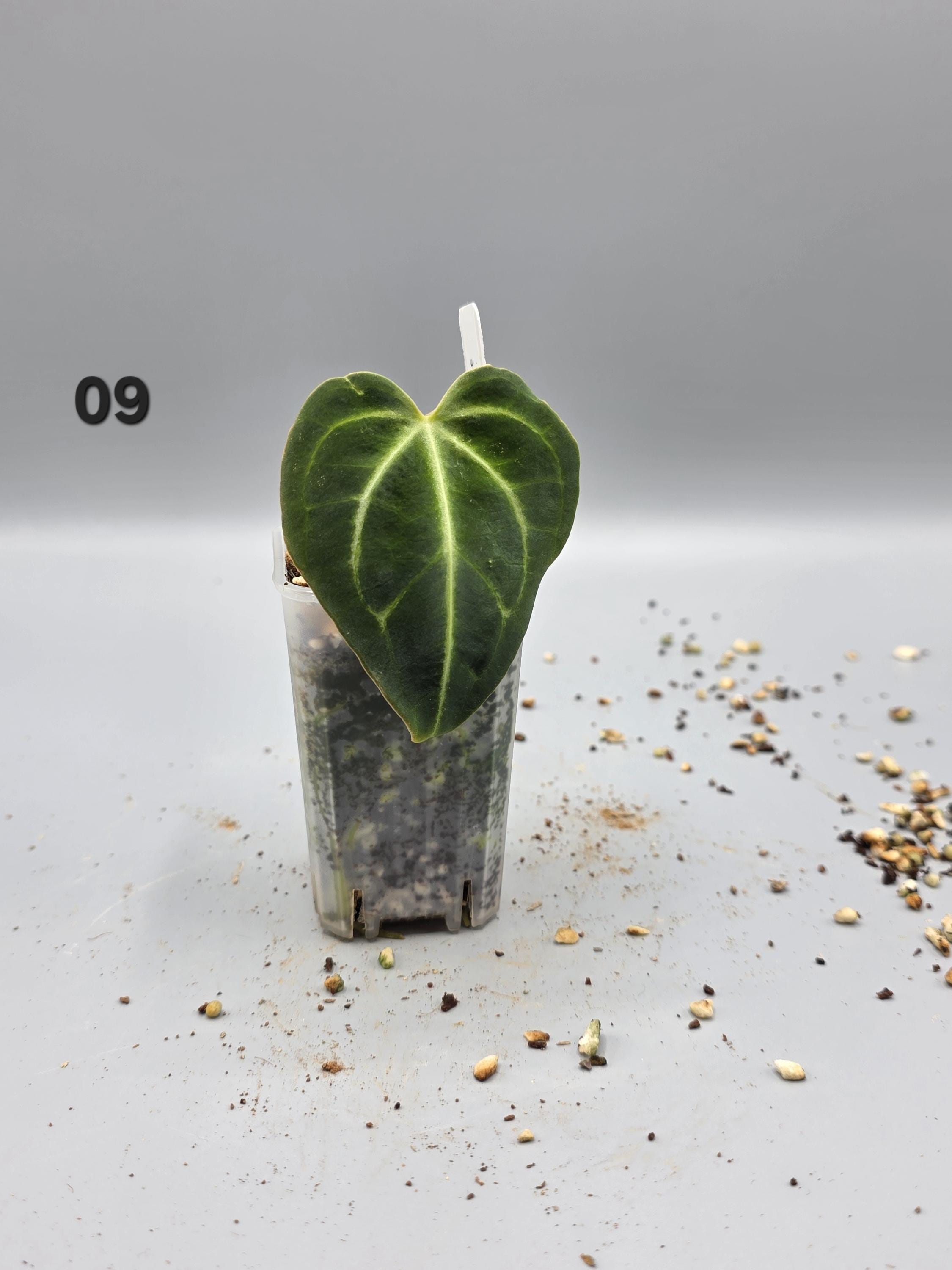 Anthurium Regale - 1.5 inch pot - Starter Plant - Grower's Choice