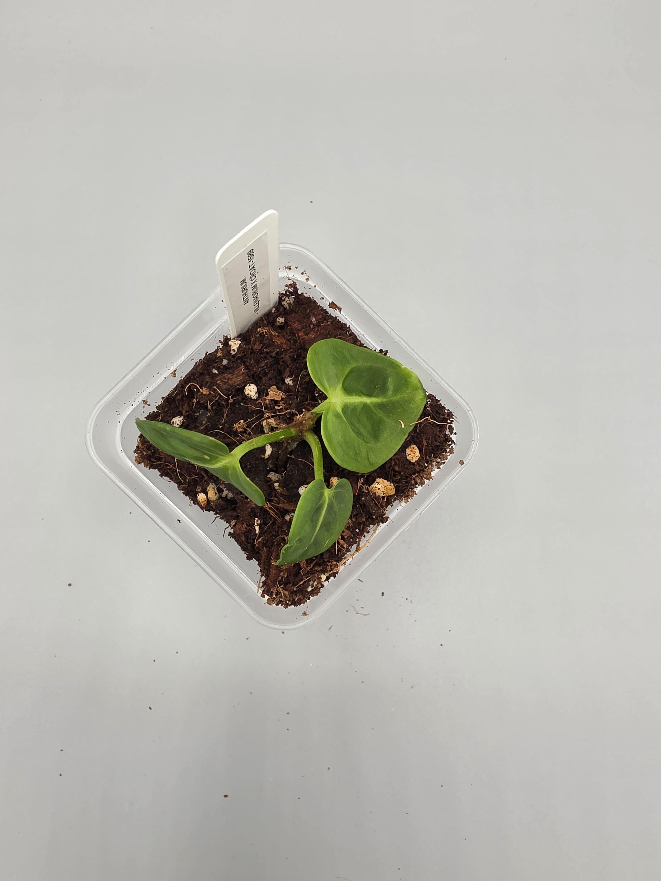 Anthurium Villenaorum x Croat - 3 inch pot - Grower's Choice