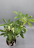 Schefflera Variegated Albo Umbrella Tree in 4 inch pot - Grower's Choice
