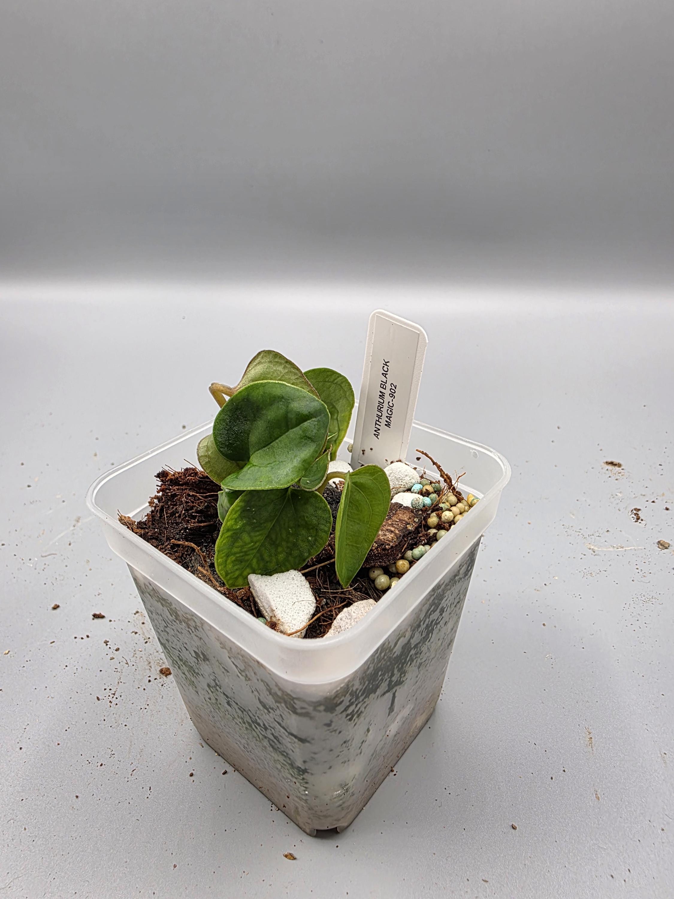 Anthurium Black Magic - 3 inch pot - Grower's Choice
