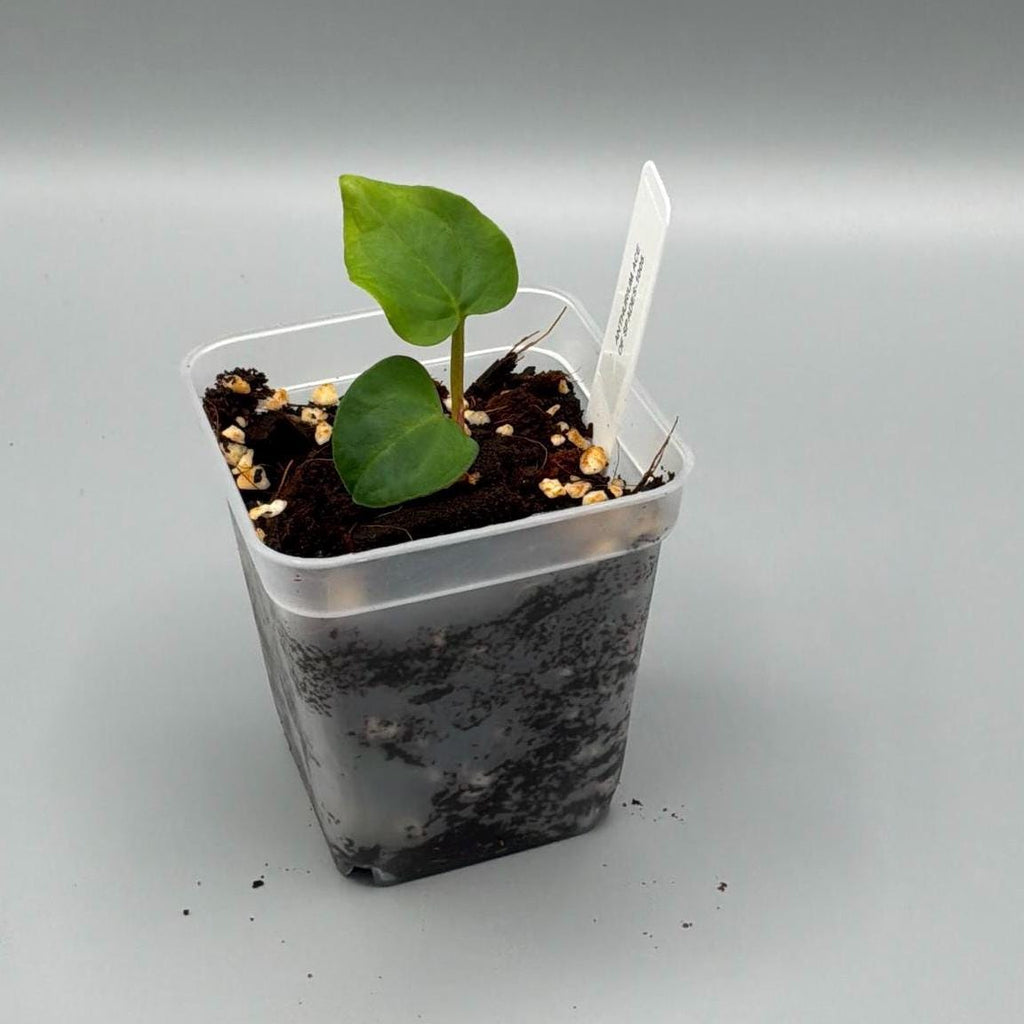 Anthurium Ace of Spades - 3 inch pot - Grower's Choice